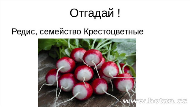 Лук и редис к какому семейству. Редис семейство крестоцветные. Редиска относится к крестоцветным растениям. Редис Тип плода. Редька посевная семейство строение