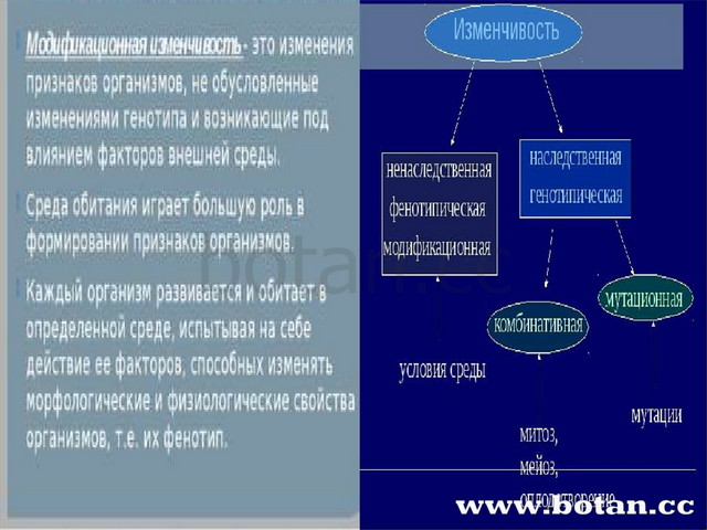 Закономерности наследования признаков презентация