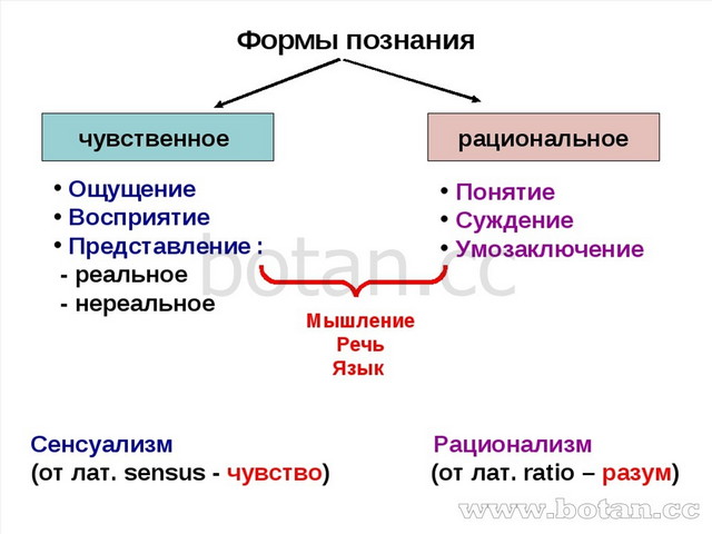 Какое слово пропущено в схеме формы чувственного познания