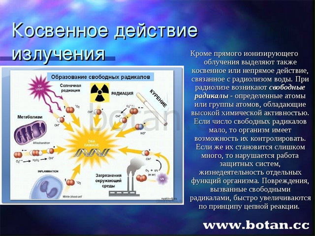 Презентация биологическое действие радиации закон радиоактивного распада 9 класс физика