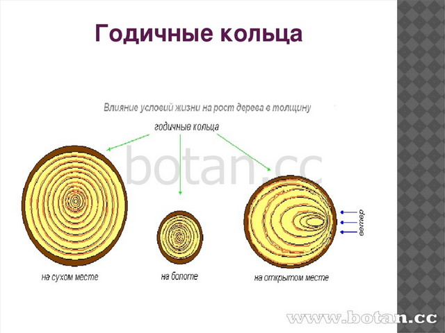 Какая функция стебля изображена на рисунке