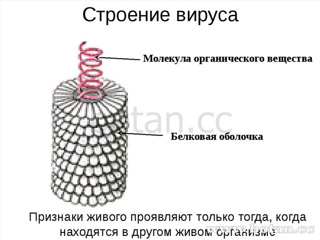 Строение сложных вирусов рисунок