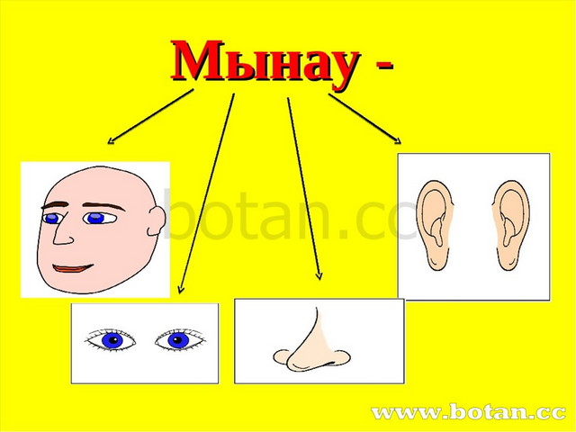 Адамның дене мүшелері тех карта балабақшада