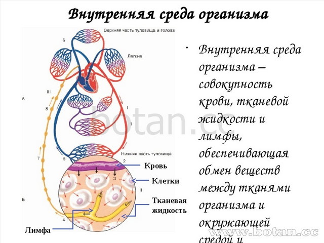 Внутренняя среда организма рисунок