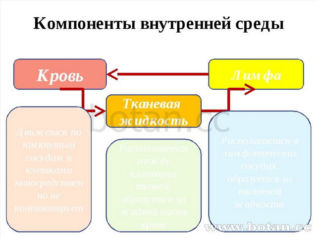 Как устроен наш организм 6 класс 8 вид презентация