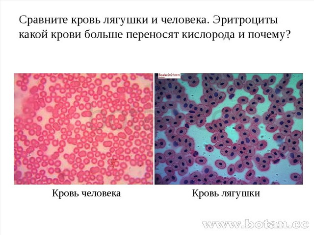 Укажите какой цифрой на рисунке обозначены эритроциты лягушки а какой эритроциты человека