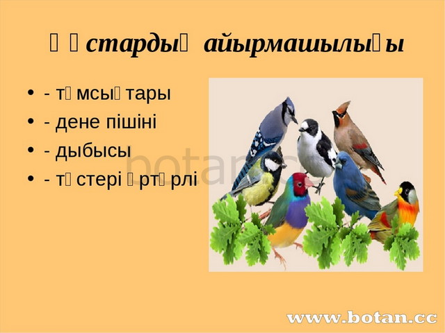 Құстар біздің досымыз. Құстар біздің досымыз слайд презентация. Мсы. Құстарды қорғайық презентация. Яиицитпмаы мсы.