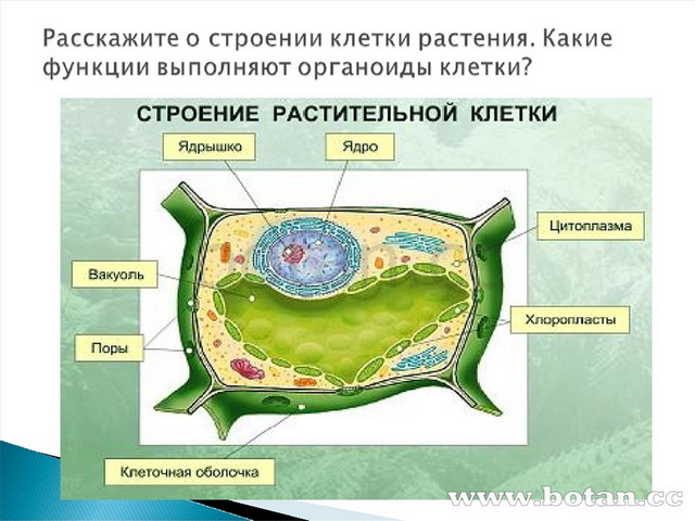 С помощью какой женской клетки происходит размножение растения изображенного на рисунке