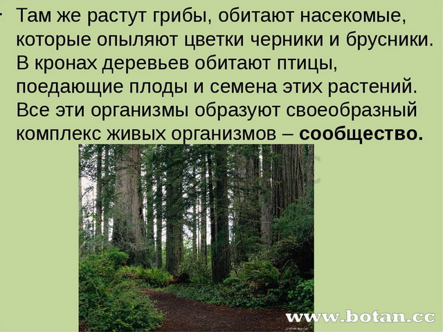 Презентация на тему понятие о природном сообществе биогеоценозе и экосистеме