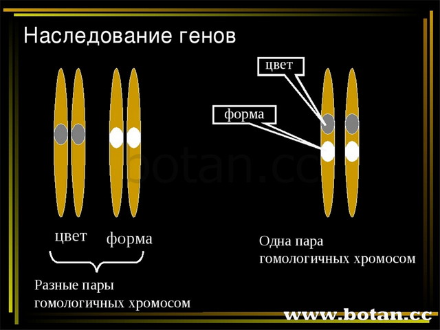 Хромосомная теория наследственности сцепленное наследование генов 10 класс презентация