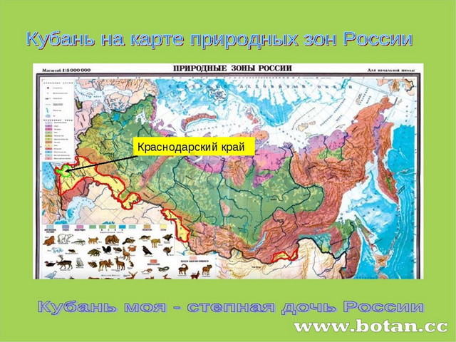 Презентация по Кубановедению Степная зона Кубани 7 класс