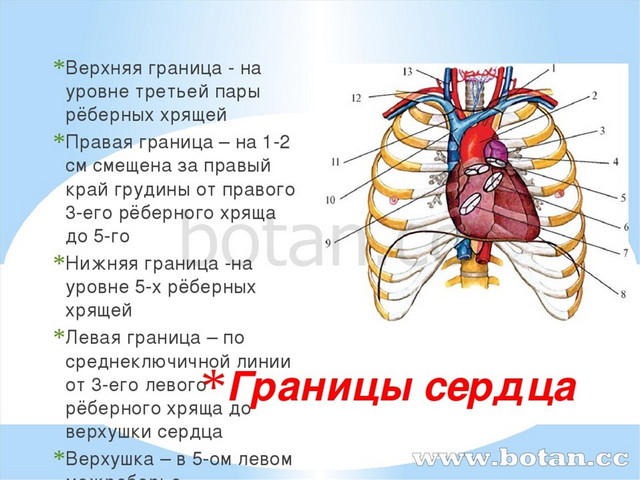 Презентация анатомия строение сердца