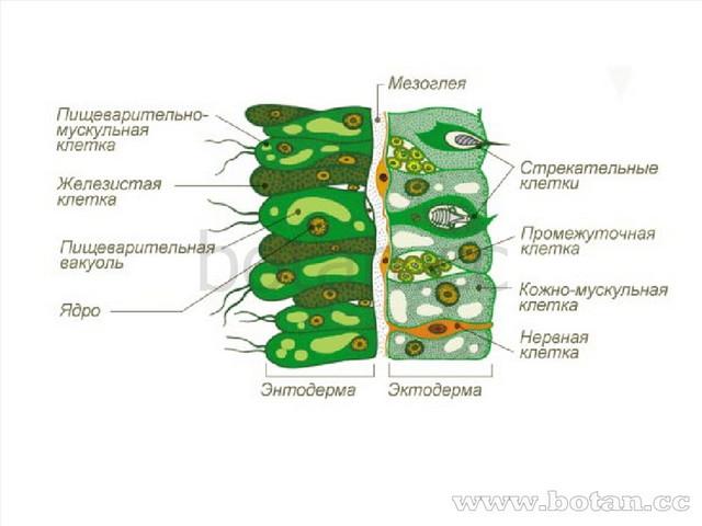 Презентация по подготовке к огэ.