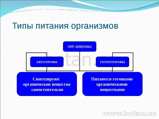 Схема минеральное питание животных и человека зависит от растений