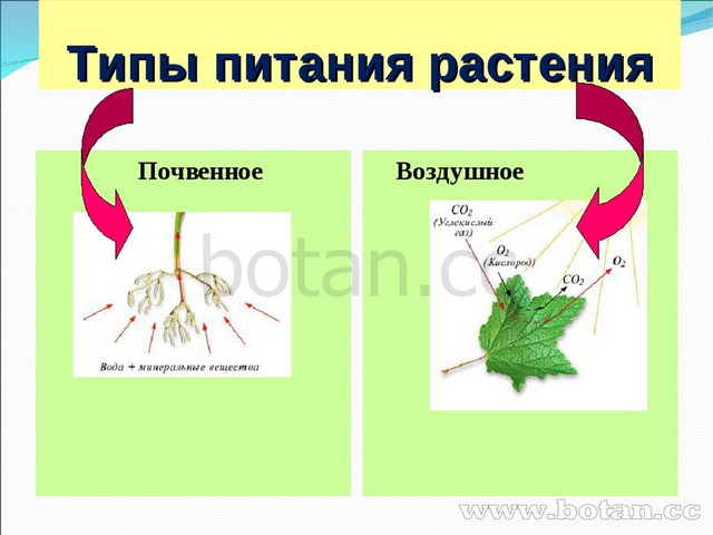 Воздушное питание растений какой орган. Воздушное питание растений. Почвенное питание растений. Воздушное питание растений 6 класс. Минеральное питание растений.