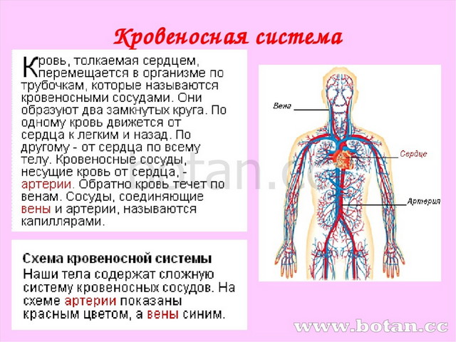 Организм человека 3 класс презентация