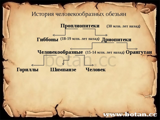 Человек представитель животного мира презентация 9 класс пономарева