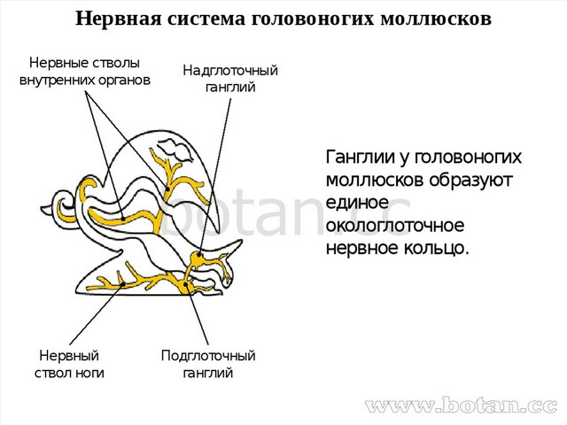 Презентация эволюция нервной системы