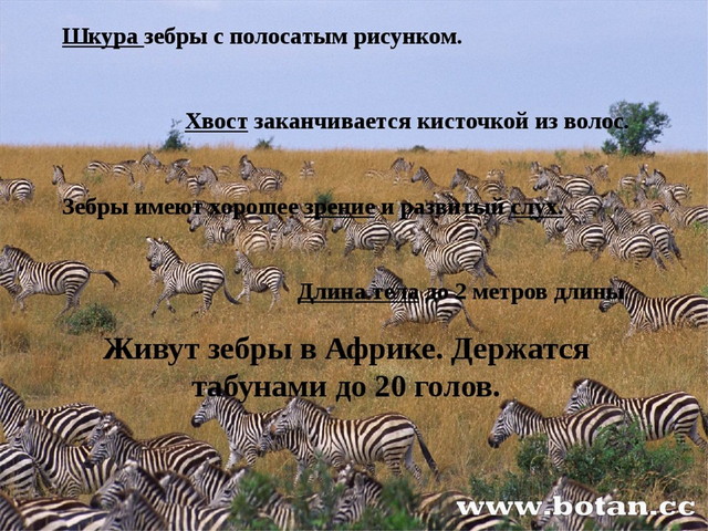 Презентация зебра для дошкольников