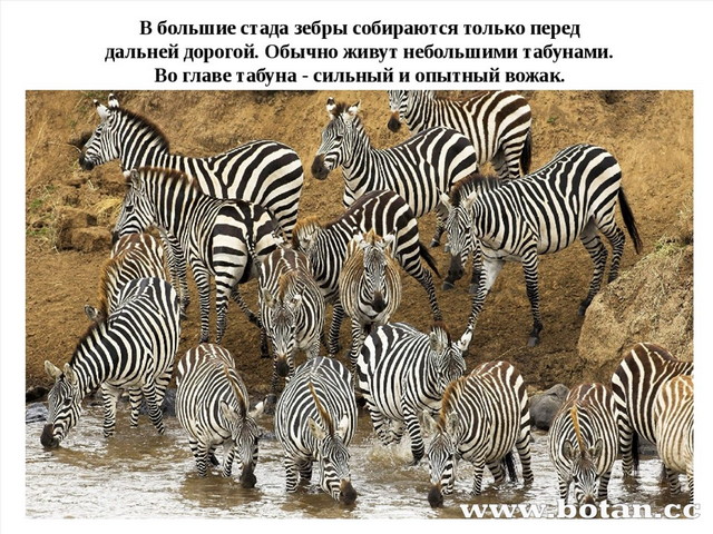 Презентация зебра для дошкольников