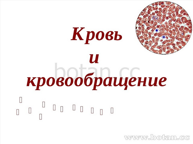 Кровь презентация 8 класс биология