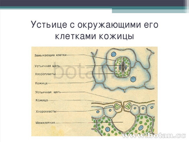 План и презентация к уроку по биологии на тему Клеточное