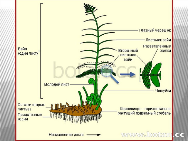 Лабораторная работа изучение строения папоротника