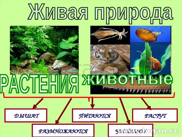 Презентация по окружающему миру на тему Что такое экология?