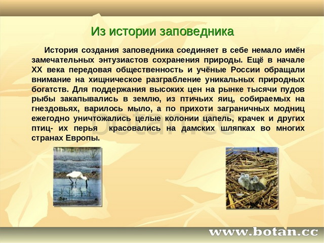 Про любой заповедник. Рассказ о заповеднике России. Сообщение j заповедниках. Доклад о заповеднике. Сообщение по окружающему миру на тему заповедники России.