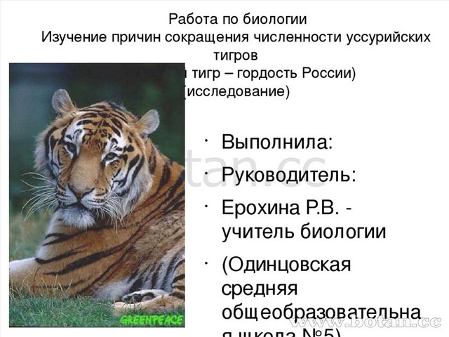 Динамика численности уссурийского тигра это пример уровня. Динамика численности уссурийского тигра это пример уровня