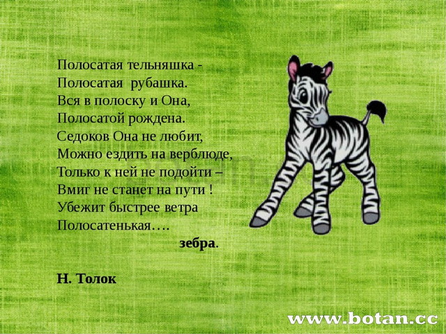Презентация зебра для дошкольников