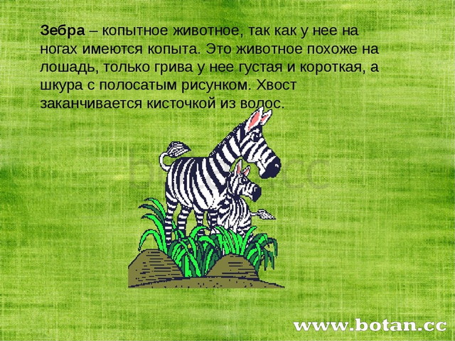 Презентация зебра для дошкольников