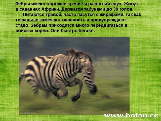 Презентация зебра для дошкольников
