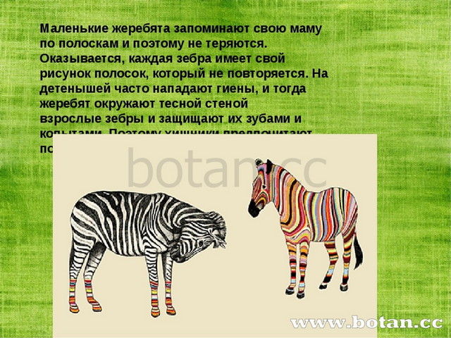 Презентация зебра для дошкольников