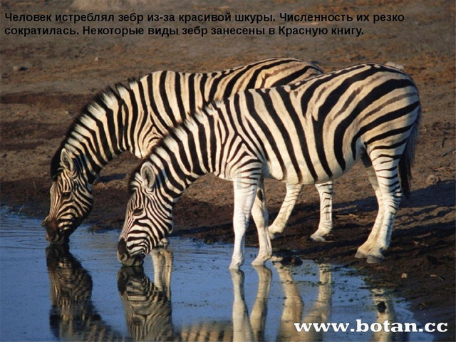 Презентация зебра для дошкольников