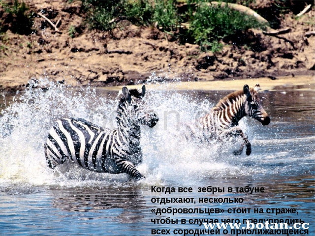 Презентация зебра для дошкольников