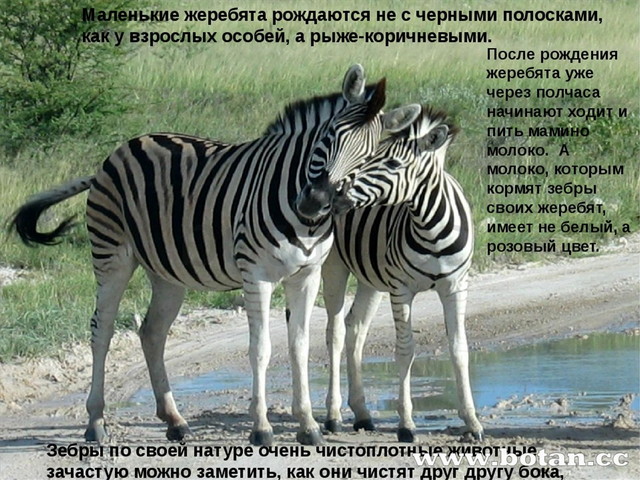 Презентация зебра для дошкольников