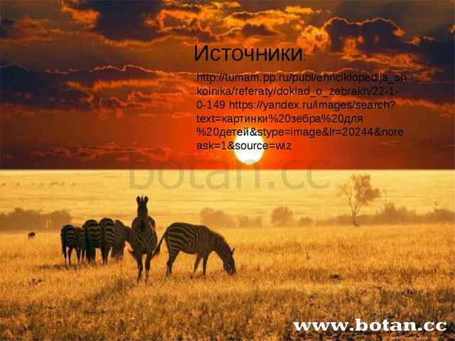Презентация зебра для дошкольников