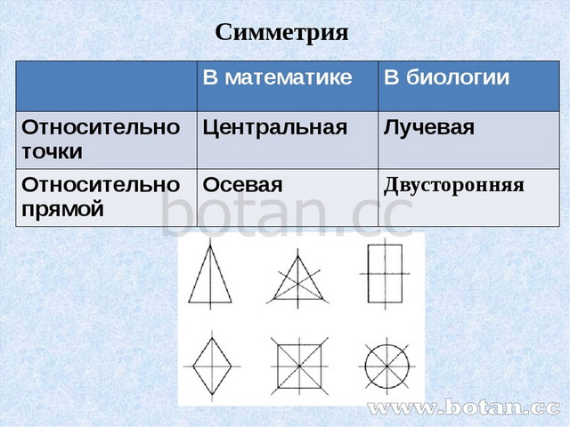 Какими видами симметрии обладают рисунки