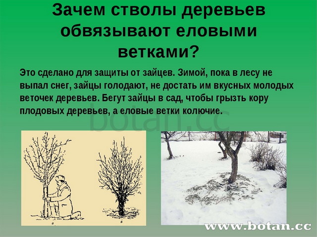 Зачем обвязывают деревья. Зачем садоводы на зиму обвязывают молодые деревья еловыми лапами.