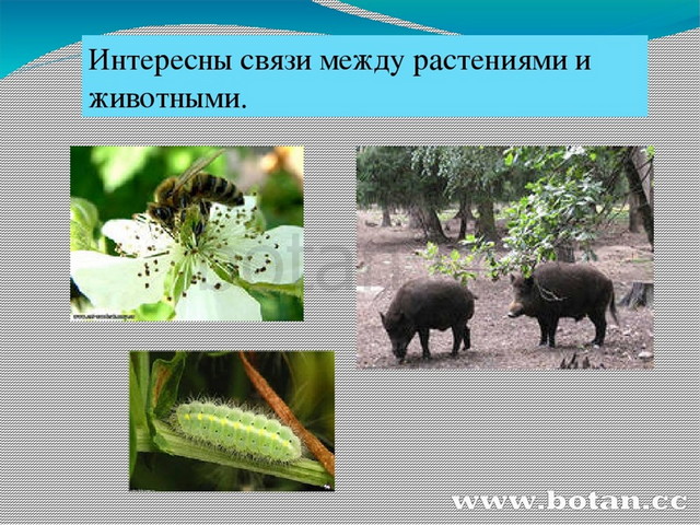 Невидимые нити схема. Схема показывающая пример связи между живой и неживой природой. Цепочка питания. Пищевая цепочка. Связь в природе между растением и животным.