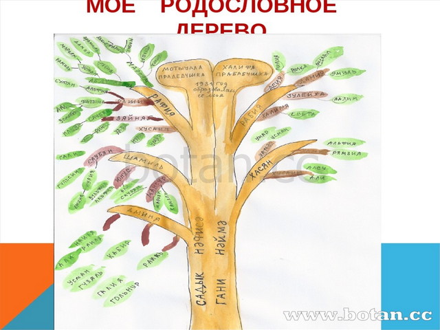 Дерево семьи презентация