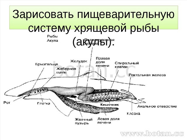 На рисунке цветными карандашами раскрасьте органы пищеварительной системы рыбы и подпишите их