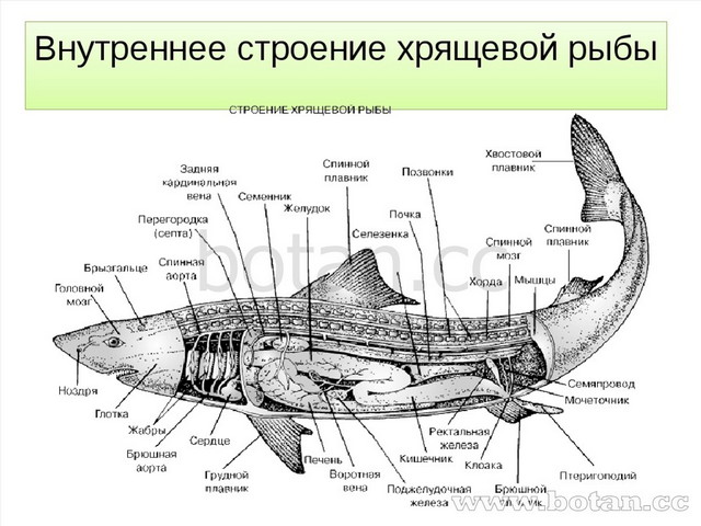 Рот хрящевые рыбы костные рыбы. Пищеварительная система костных рыб. Кровеносная система костных рыб.