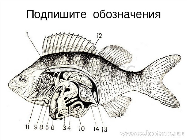 На рисунке цветными карандашами раскрасьте органы пищеварительной системы рыбы и подпишите их