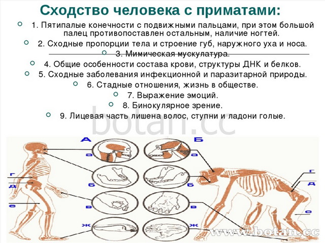 Сходство строения большинства систем органов. Приматы особенности строения. Сходство человека с приматами. Сходство человека с отрядом приматов. Признаки сходства человека и приматов.