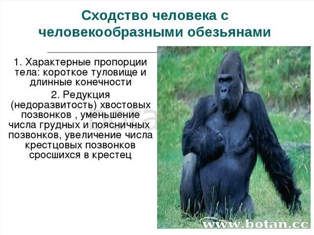 Что отличает человекообразную. Сходство человека и человекообразных обезьян. Человекообразные обезьяны. Человек и человекообразные обезьяны. Человекообразные обезьяны гориллы.