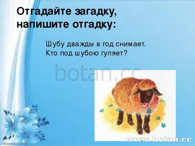 На десять братьев две шубы. Отгадай загадку напиши отгадку. Шубу два раза в год снимает кто под шубою гуляет. Отгадайте загадку шубу дважды в год снимает кто под шубою гуляет. Шубу дважды в год снимает кто.