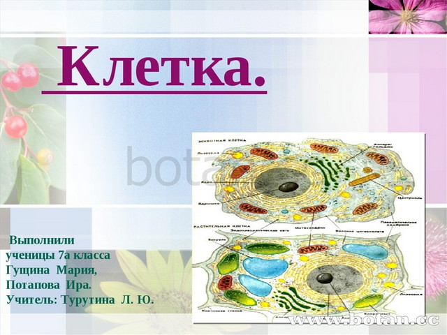 Презентация по теме клетка 9 класс