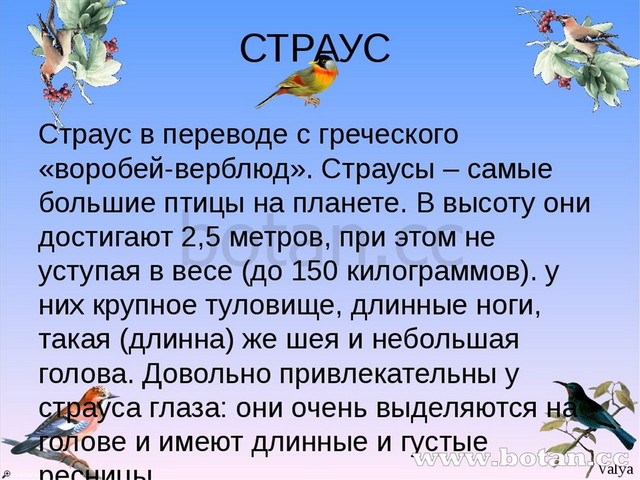 Презентация класс птицы 3 класс